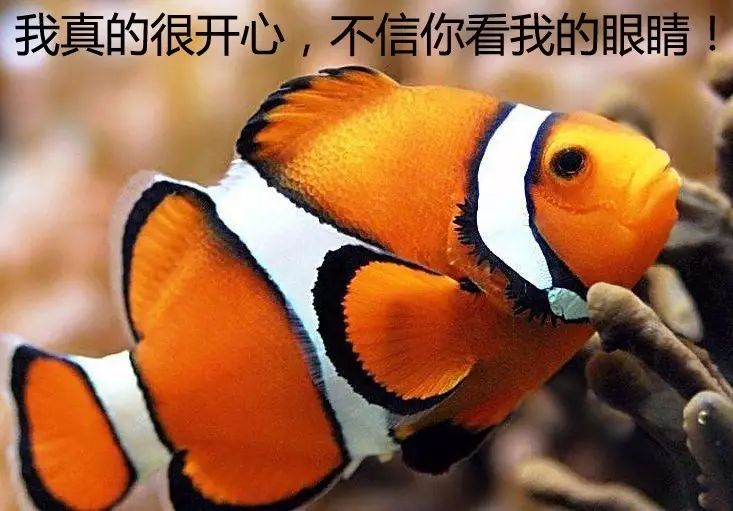 探索数字与图像的奇妙融合，62,9874——四不像图片的艺术魅力