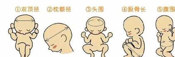 了解胎儿发育的晴雨表，双顶径的意义