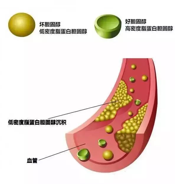 七乐彩中奖号码的神秘面纱，高密度脂蛋白与健康生活的奇妙联系